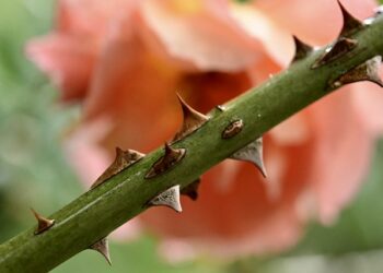 La rosa della Pro Patria ha molte spine