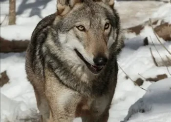 Finestra sul domani ( di Sandro Lupidi)