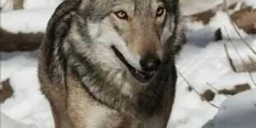 Finestra sul domani ( di Sandro Lupidi)