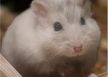 Temporale Turotti e il criceto rettifica